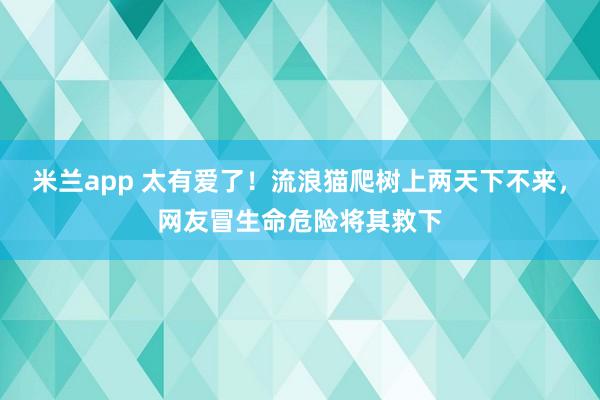 米兰app 太有爱了！流浪猫爬树上两天下不来，网友冒生命危险将其救下