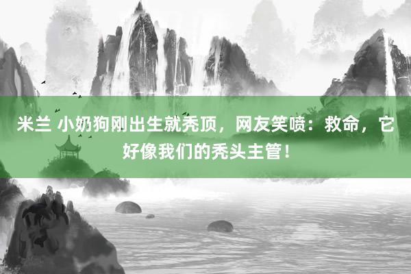 米兰 小奶狗刚出生就秃顶，网友笑喷：救命，它好像我们的秃头主管！